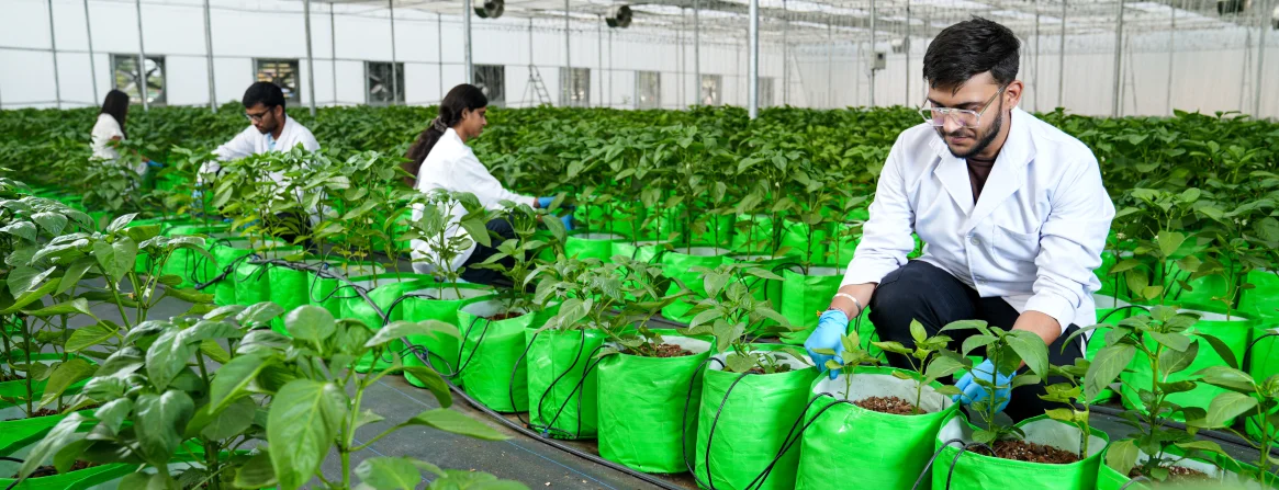 Agriculture Overview