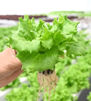 Bar Council of India