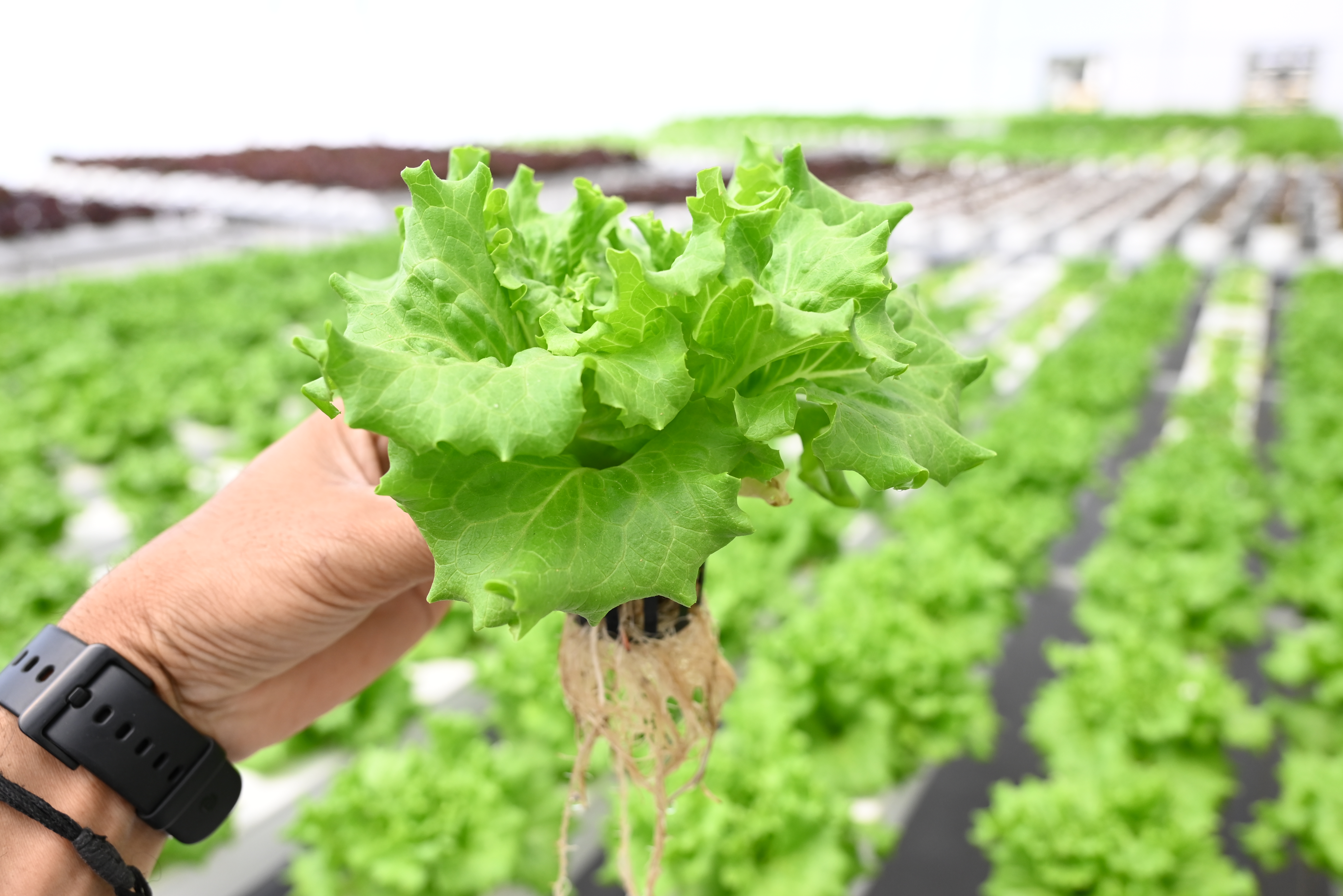 MBA in Agriculture Business Management