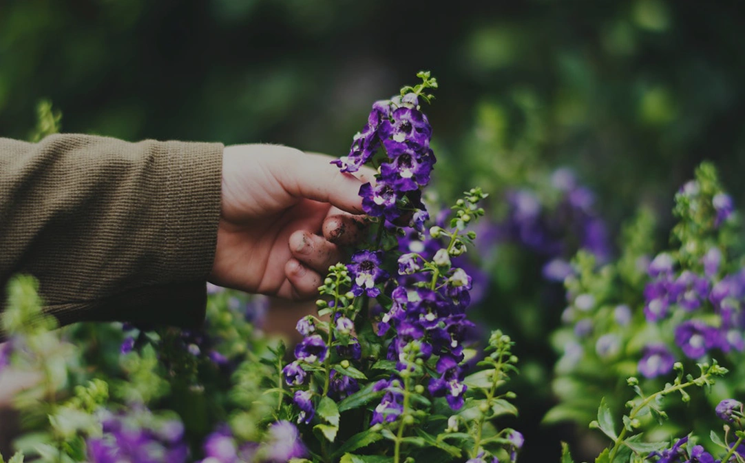 M.Sc. Floriculture & Landscaping