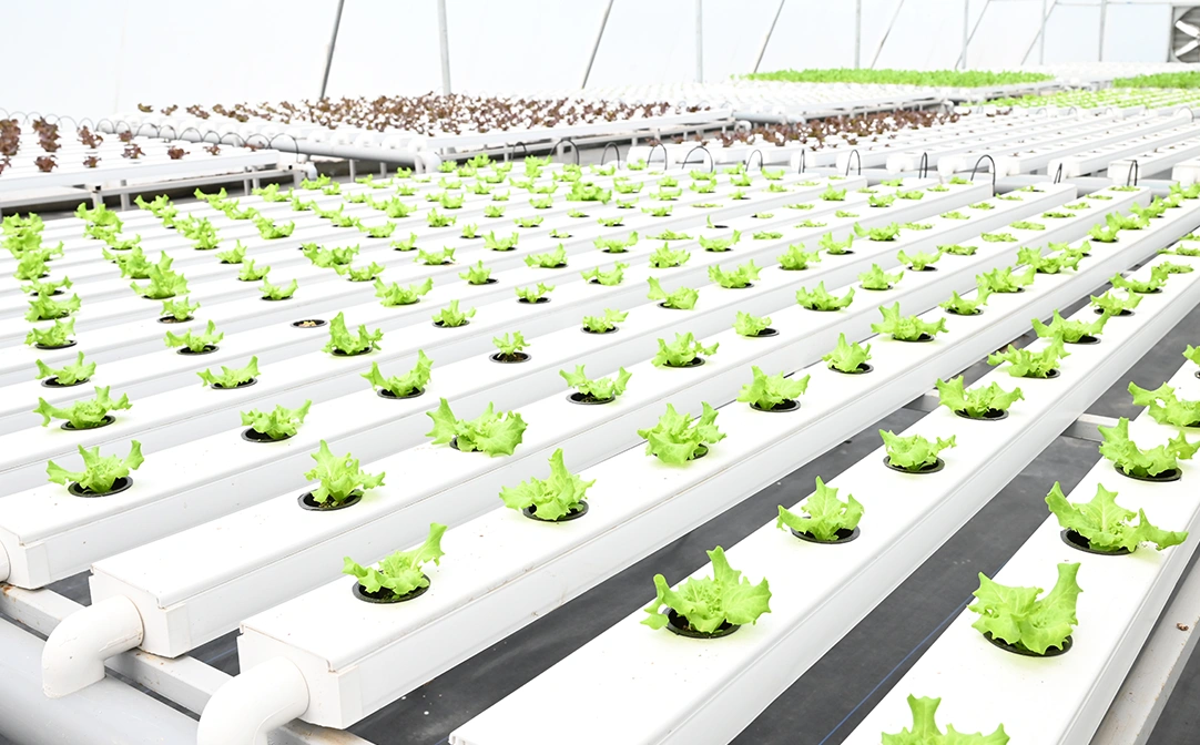 M.Sc. in Agriculture (Genetics and Plant Breeding)
